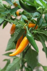 pepper plants 